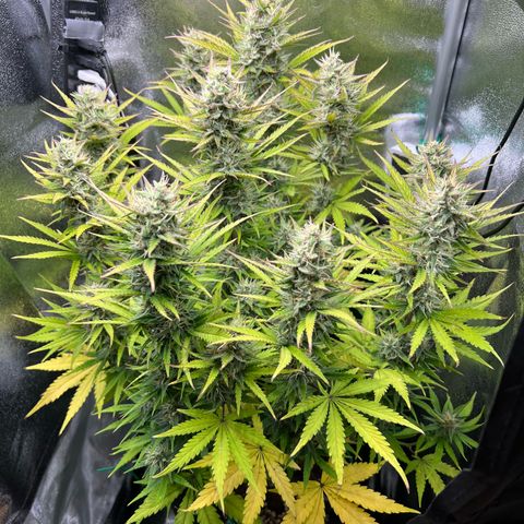 Lemonita growlog timeline photo