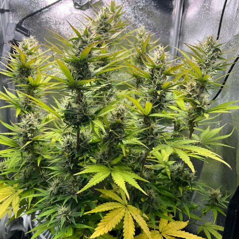 Lemonita growlog timeline photo