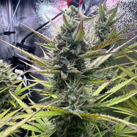 Lemonita growlog timeline photo