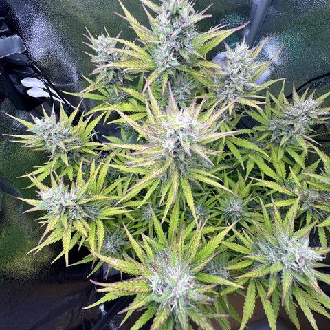 Lemonita growlog timeline photo