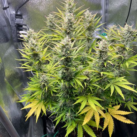 Lemonita growlog timeline photo
