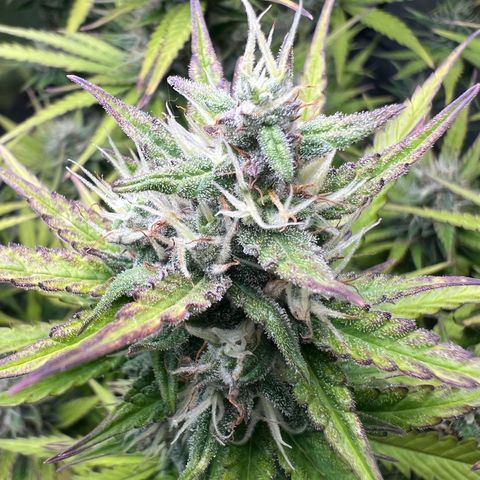 Lemonita growlog timeline photo