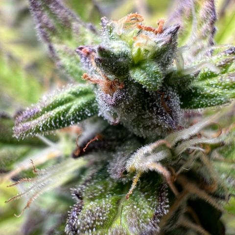 Lemonita growlog timeline photo