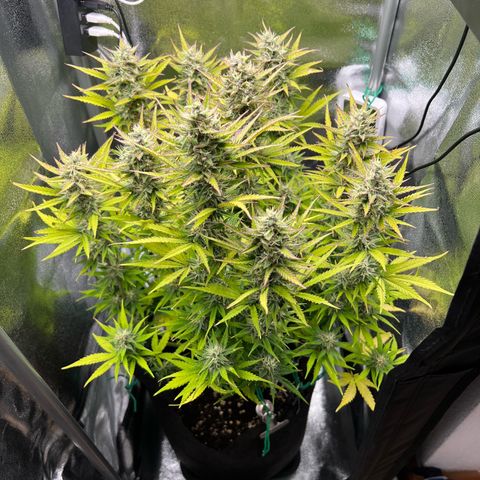 Lemonita growlog timeline photo