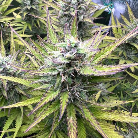 Lemonita growlog timeline photo