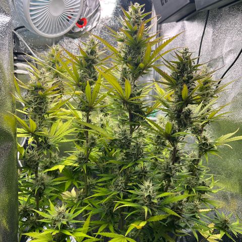 Lemonita growlog timeline photo
