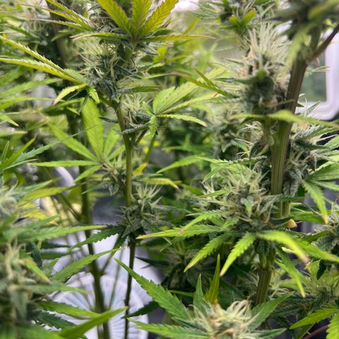 Lemonita growlog timeline photo