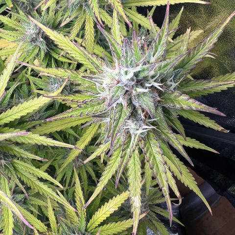 Lemonita growlog timeline photo