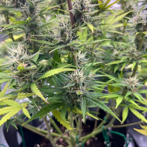 Lemonita growlog timeline photo