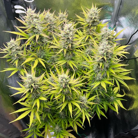Lemonita growlog timeline photo