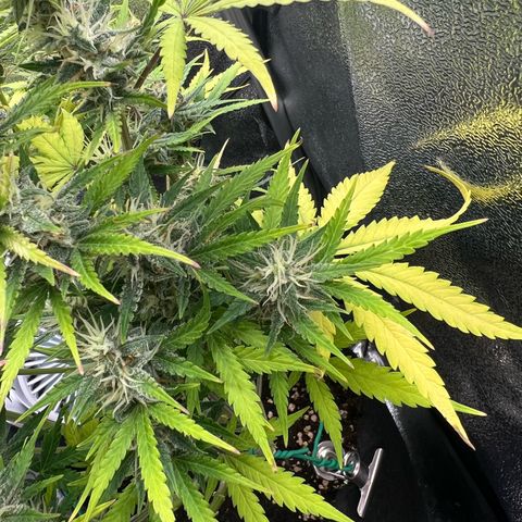 Lemonita growlog timeline photo