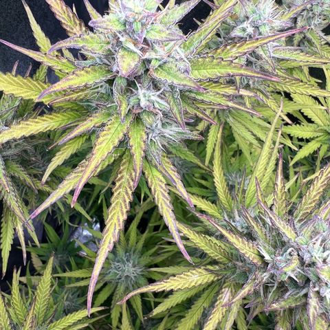 Lemonita growlog timeline photo