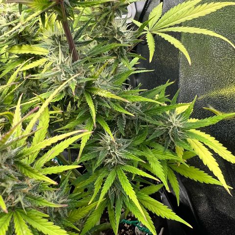 Lemonita growlog timeline photo