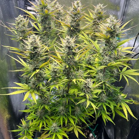 Lemonita growlog timeline photo