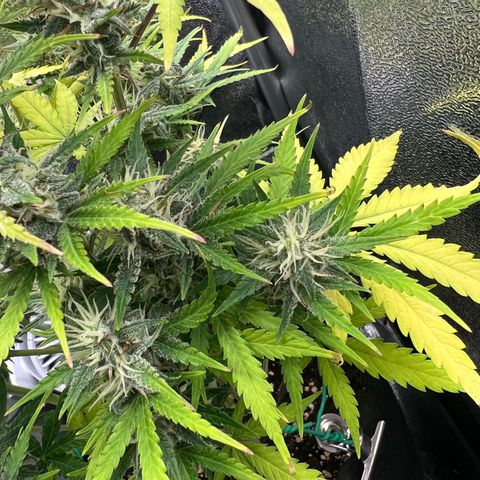 Lemonita growlog timeline photo