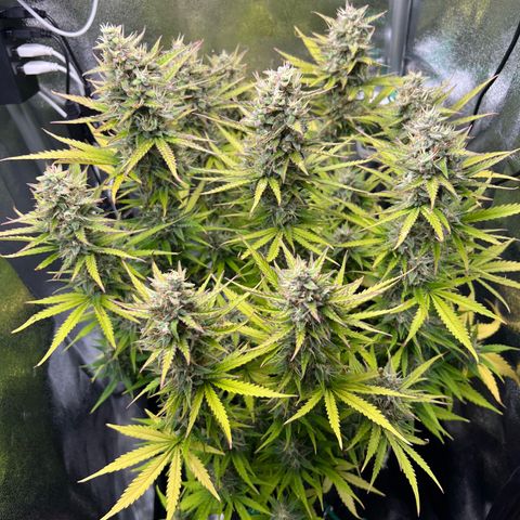 Lemonita growlog timeline photo