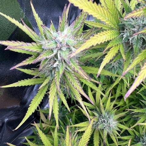 Lemonita growlog timeline photo