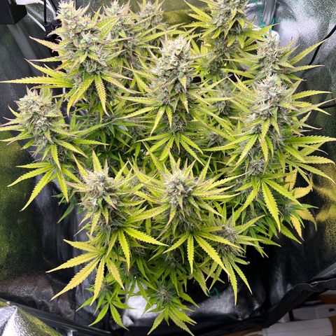 Lemonita growlog timeline photo