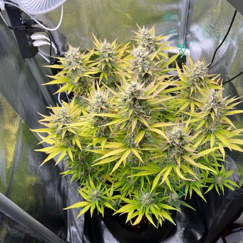 Lemonita growlog timeline photo