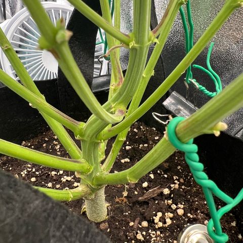 Lemonita growlog timeline photo