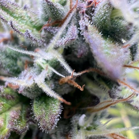 Lemonita growlog timeline photo