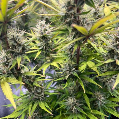 Lemonita growlog timeline photo
