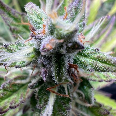 Lemonita growlog timeline photo