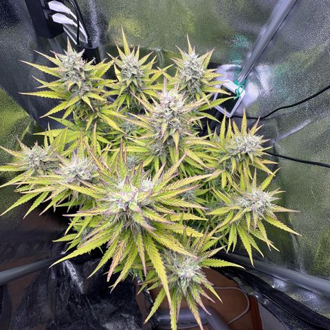Lemonita growlog timeline photo