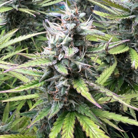 Lemonita growlog timeline photo