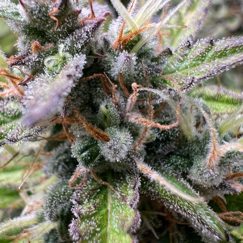 Lemonita growlog timeline photo