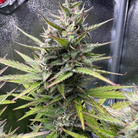 Lemonita growlog timeline photo
