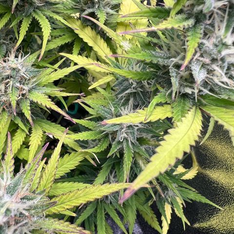 Lemonita growlog timeline photo
