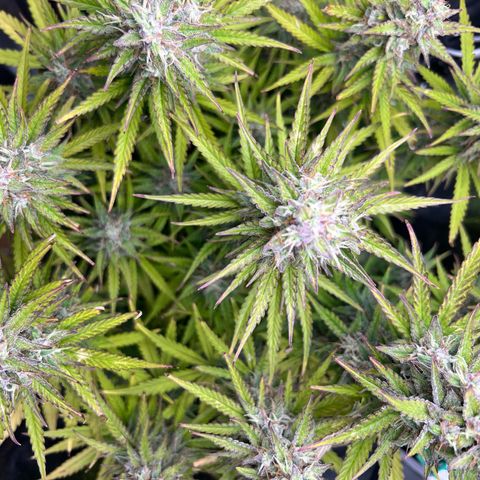 Lemonita growlog timeline photo