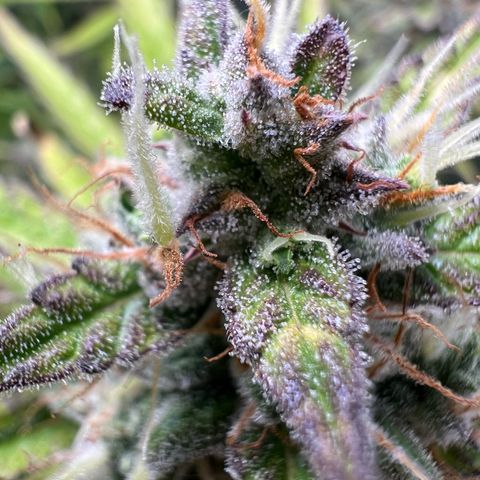 Lemonita growlog timeline photo