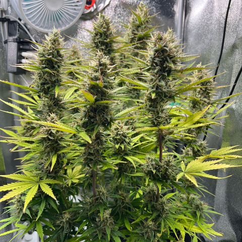 Lemonita growlog timeline photo