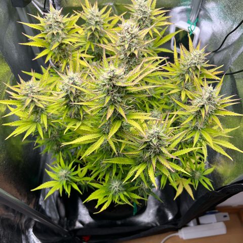 Lemonita growlog timeline photo