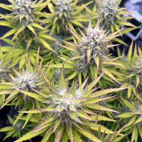Lemonita growlog timeline photo