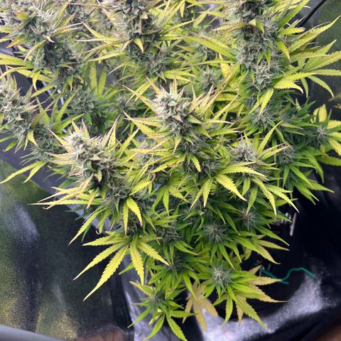 Lemonita growlog timeline photo