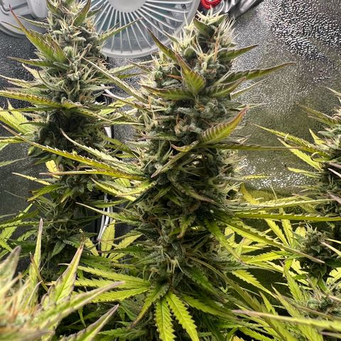 Lemonita growlog timeline photo