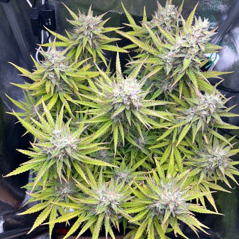 Lemonita growlog timeline photo