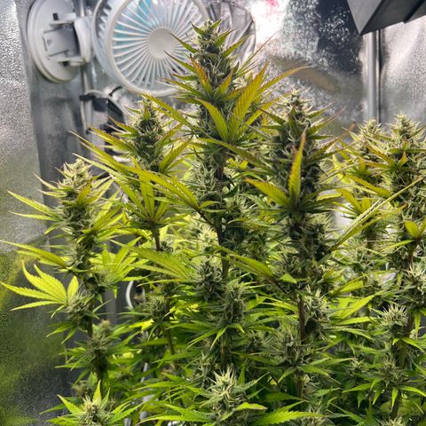 Lemonita growlog timeline photo