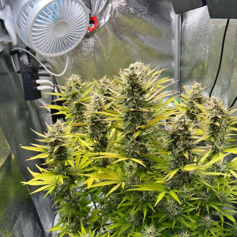 Lemonita growlog timeline photo