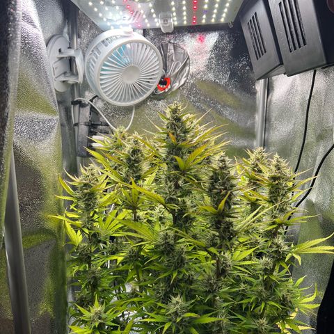 Lemonita growlog timeline photo
