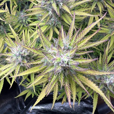 Lemonita growlog timeline photo