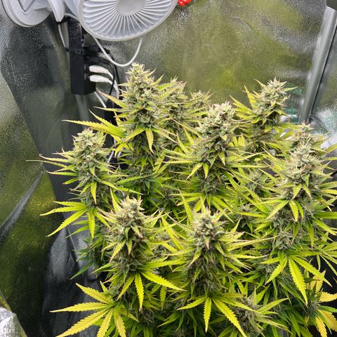 Lemonita growlog timeline photo
