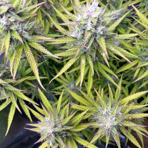 Lemonita growlog timeline photo