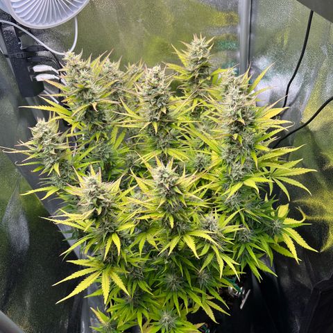 Lemonita growlog timeline photo