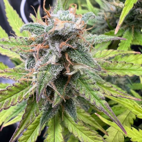 Lemonita growlog timeline photo