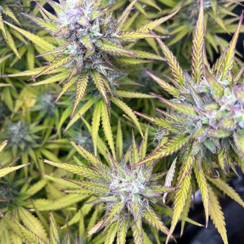 Lemonita growlog timeline photo