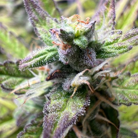 Lemonita growlog timeline photo